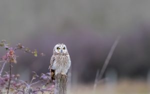 Hibou des marais