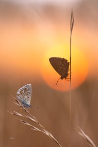 En plein dans le soleil