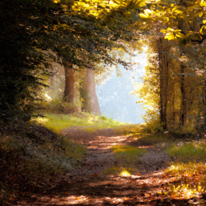 Photo de Martine propice travaillée par Patrice Emeraud