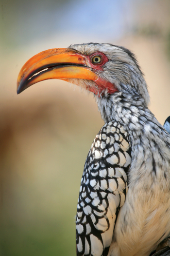 3ème prix nature - Poupel Denys - Calao leucomèle